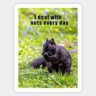 Squirrel deals with nuts every day Sticker